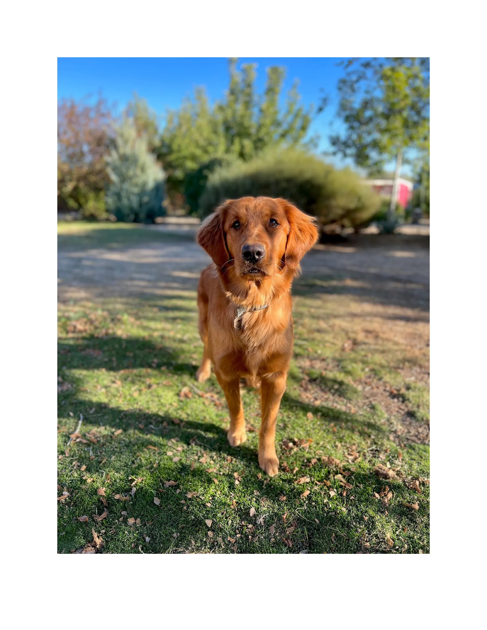 Beautiful Golden Retriever Mother