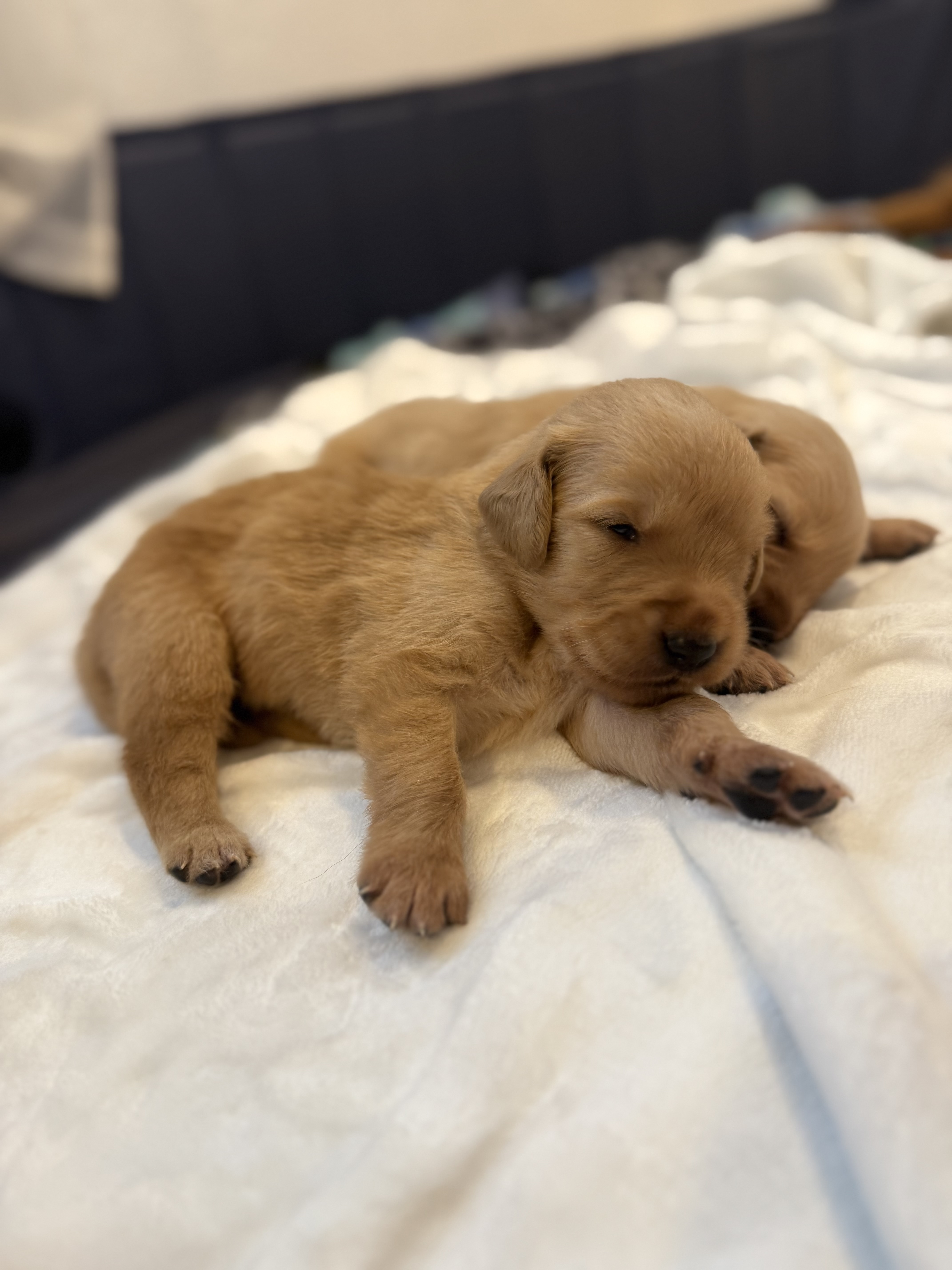 Sweet Golden Retriever Puppy
