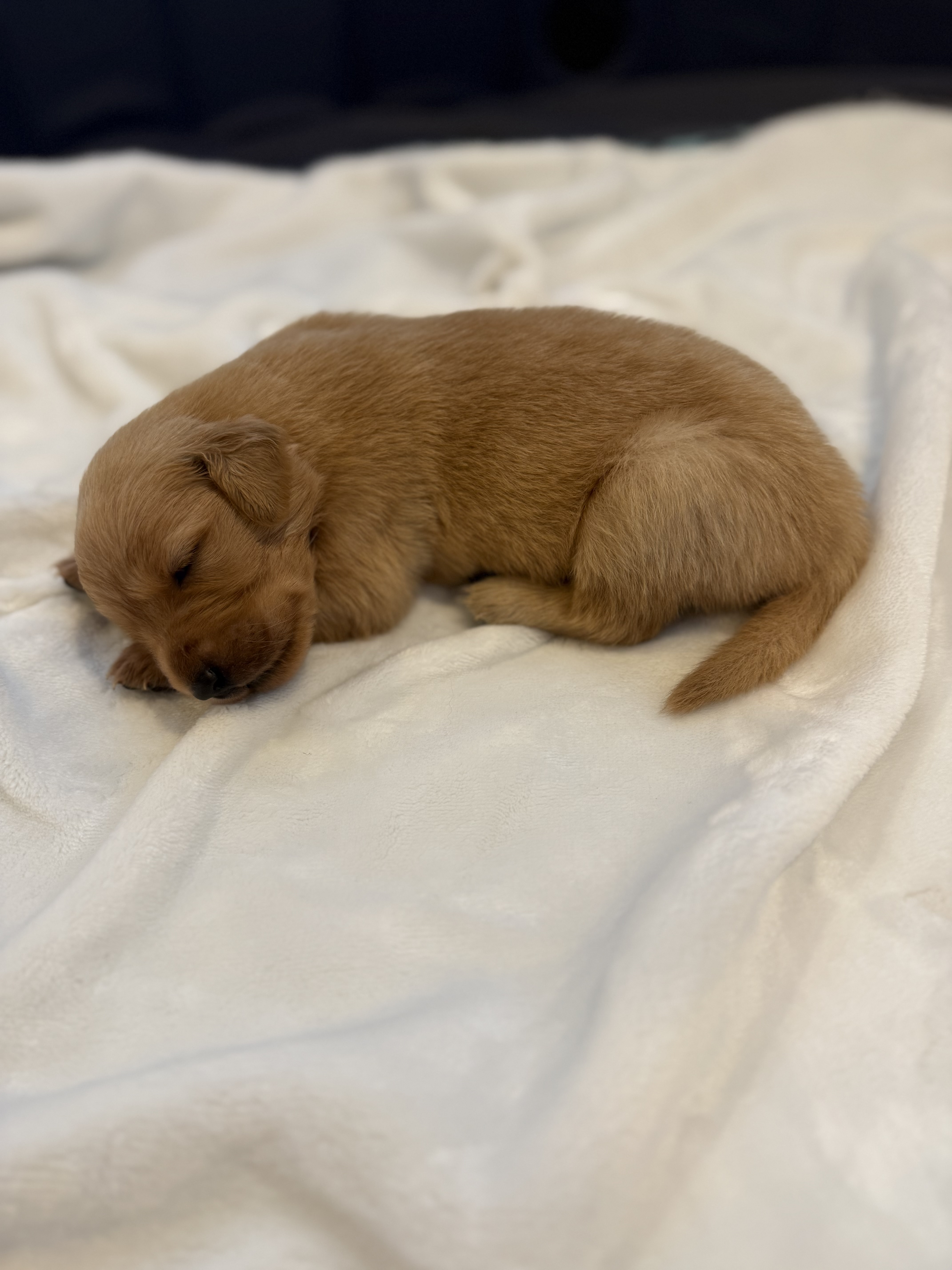 Sleeping Golden Retriever Puppy