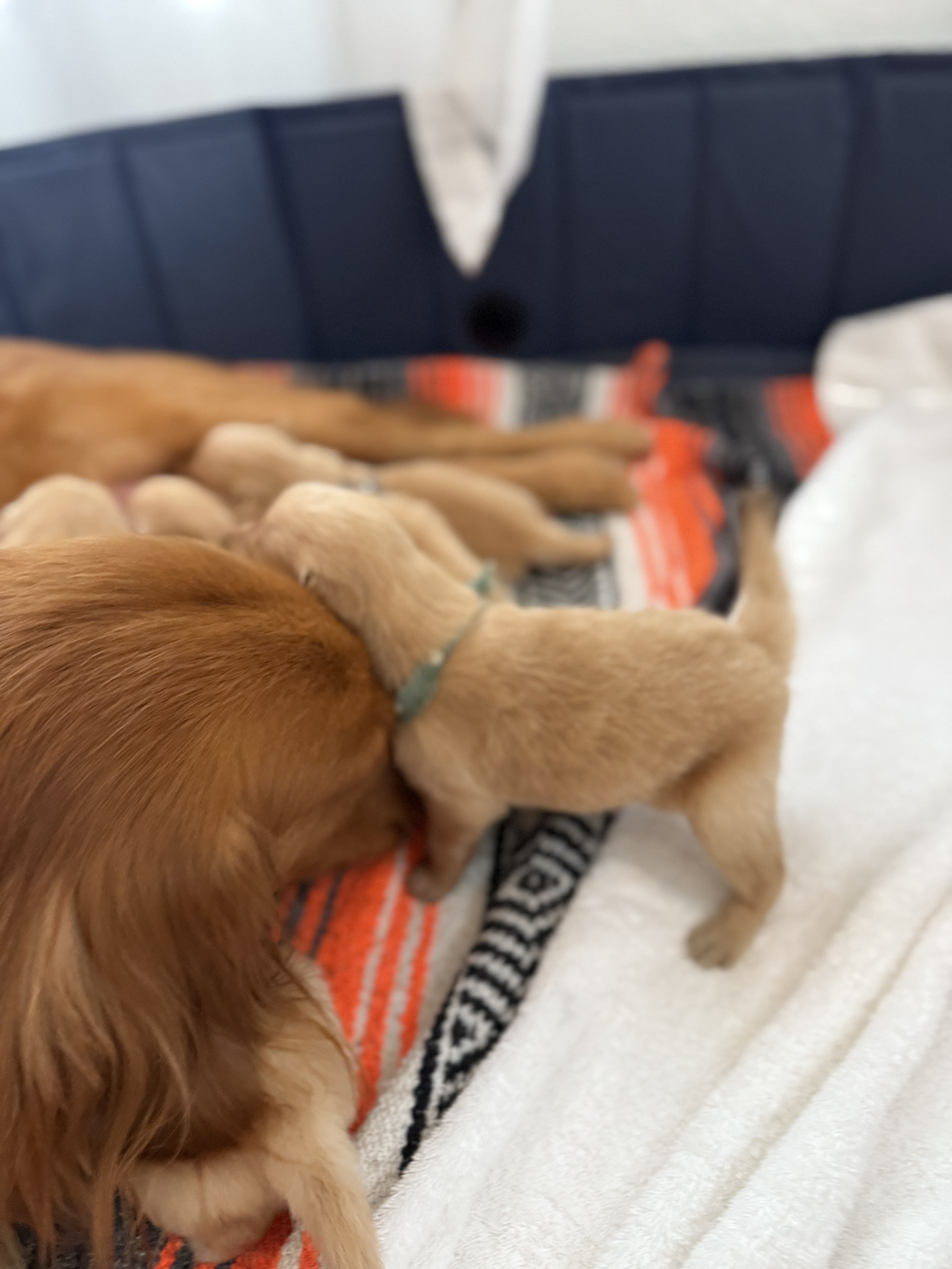Golden Retriever Puppies Together