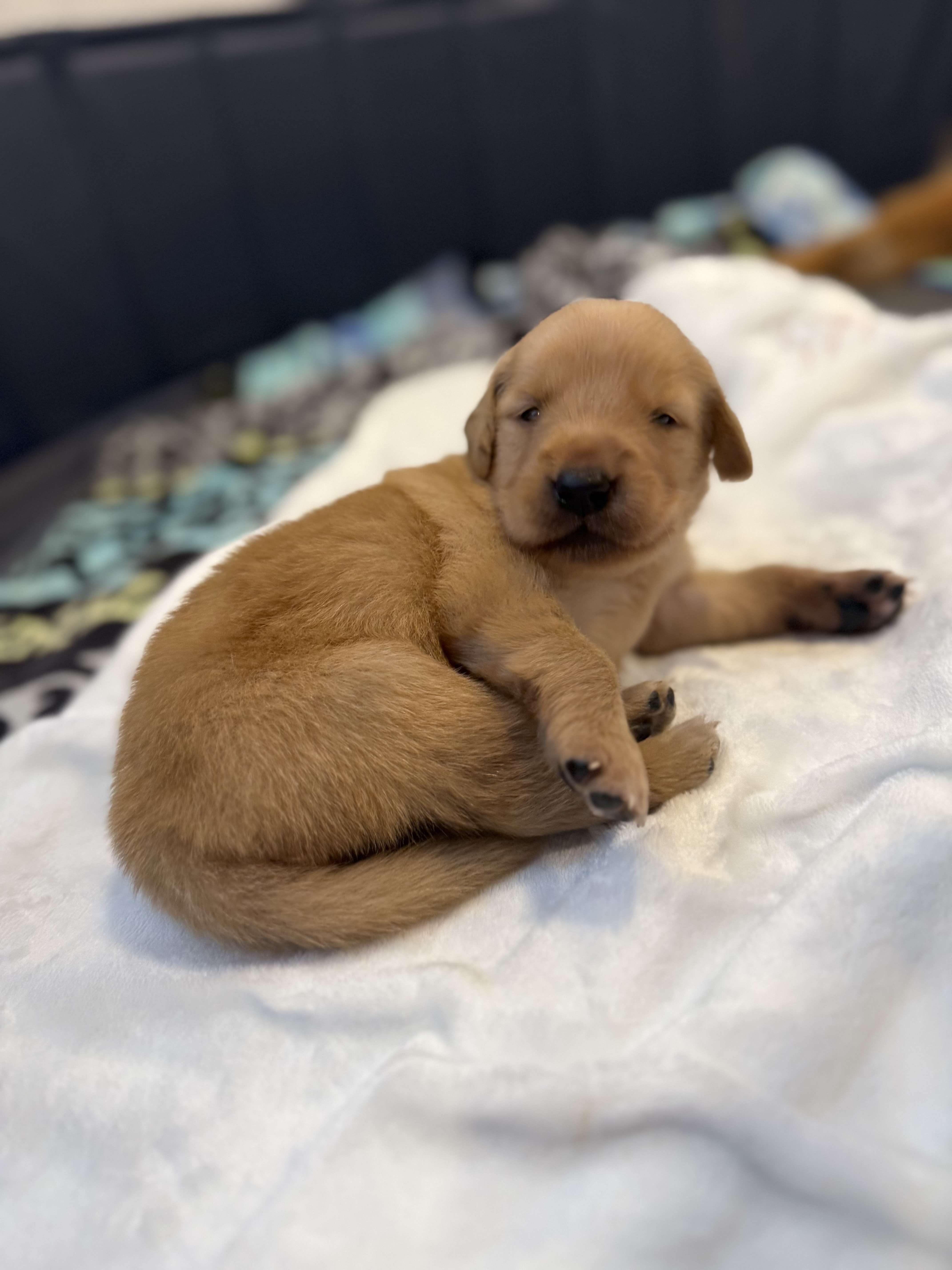 Cute Golden Retriever Puppy