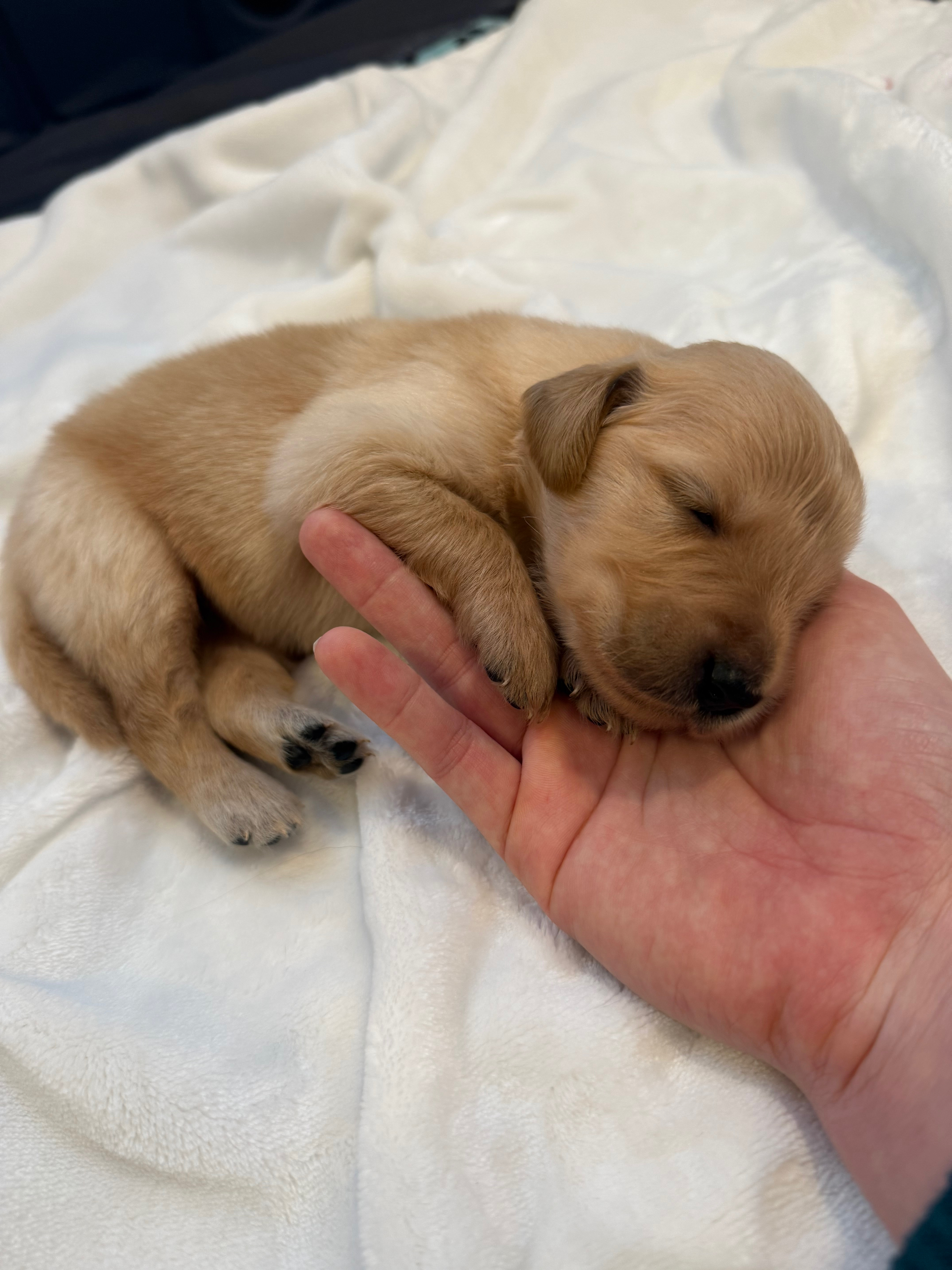 Tiny Golden Retriever Puppy